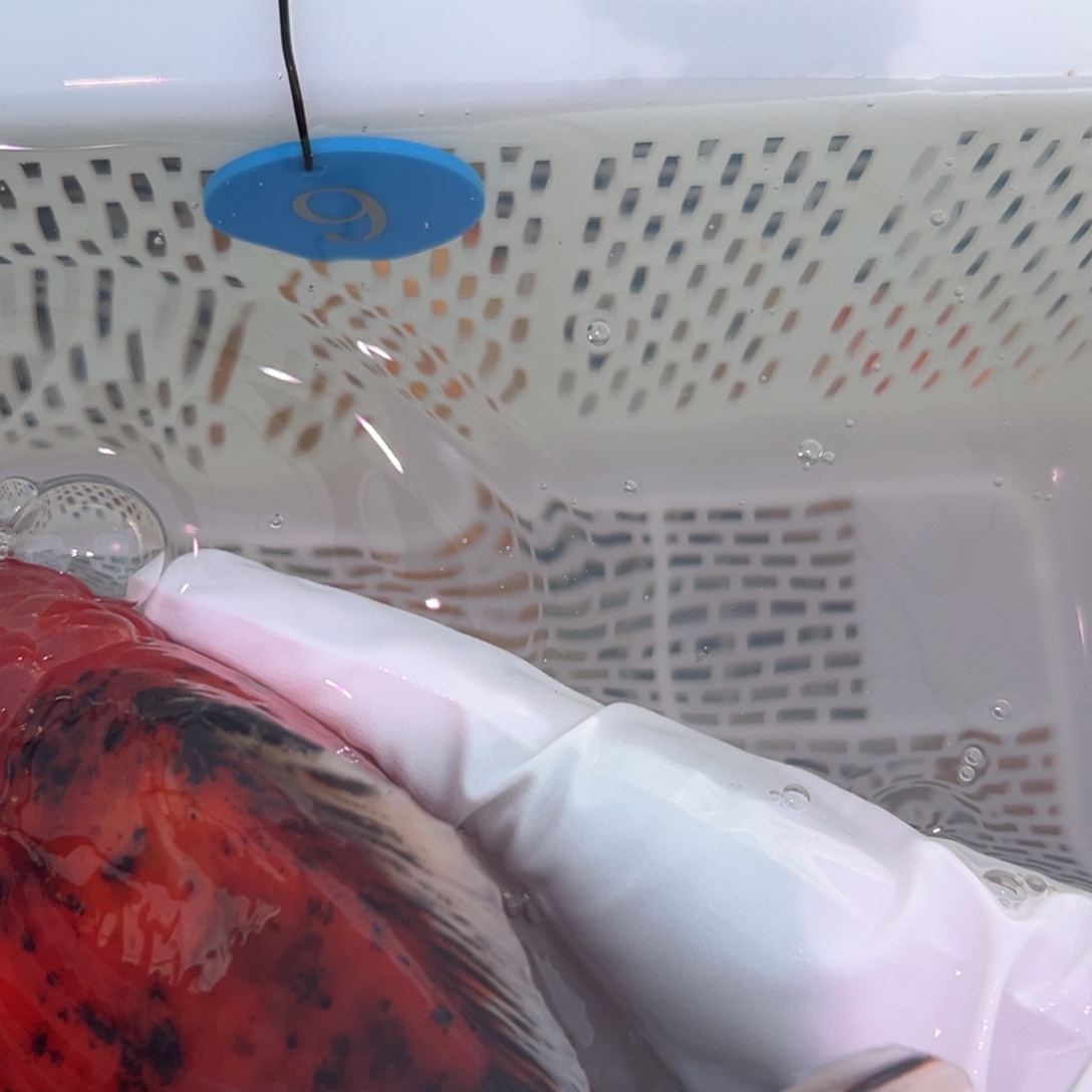 Y***O金鱼你好点没有嘛你是