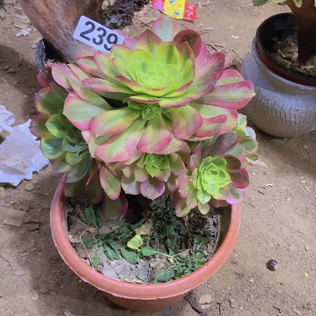 239奶白锦老庄手捧朵朵