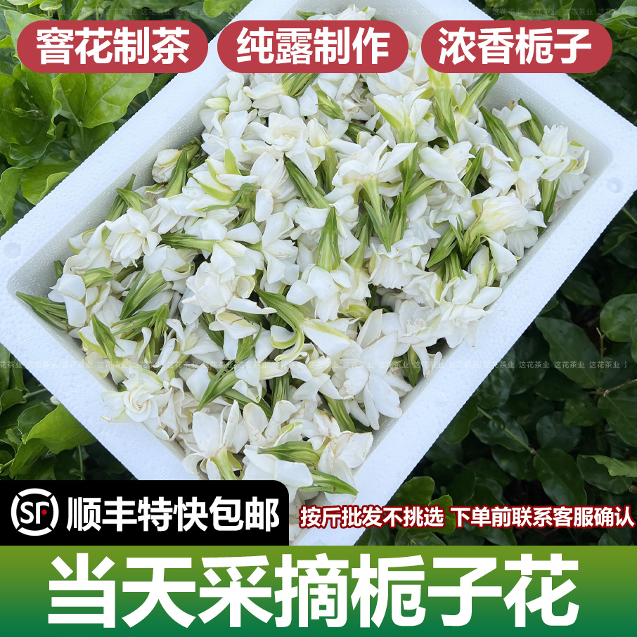 浓郁花香新鲜栀子花可做纯露香水鲜花制茶材料用花开花有瑕疵