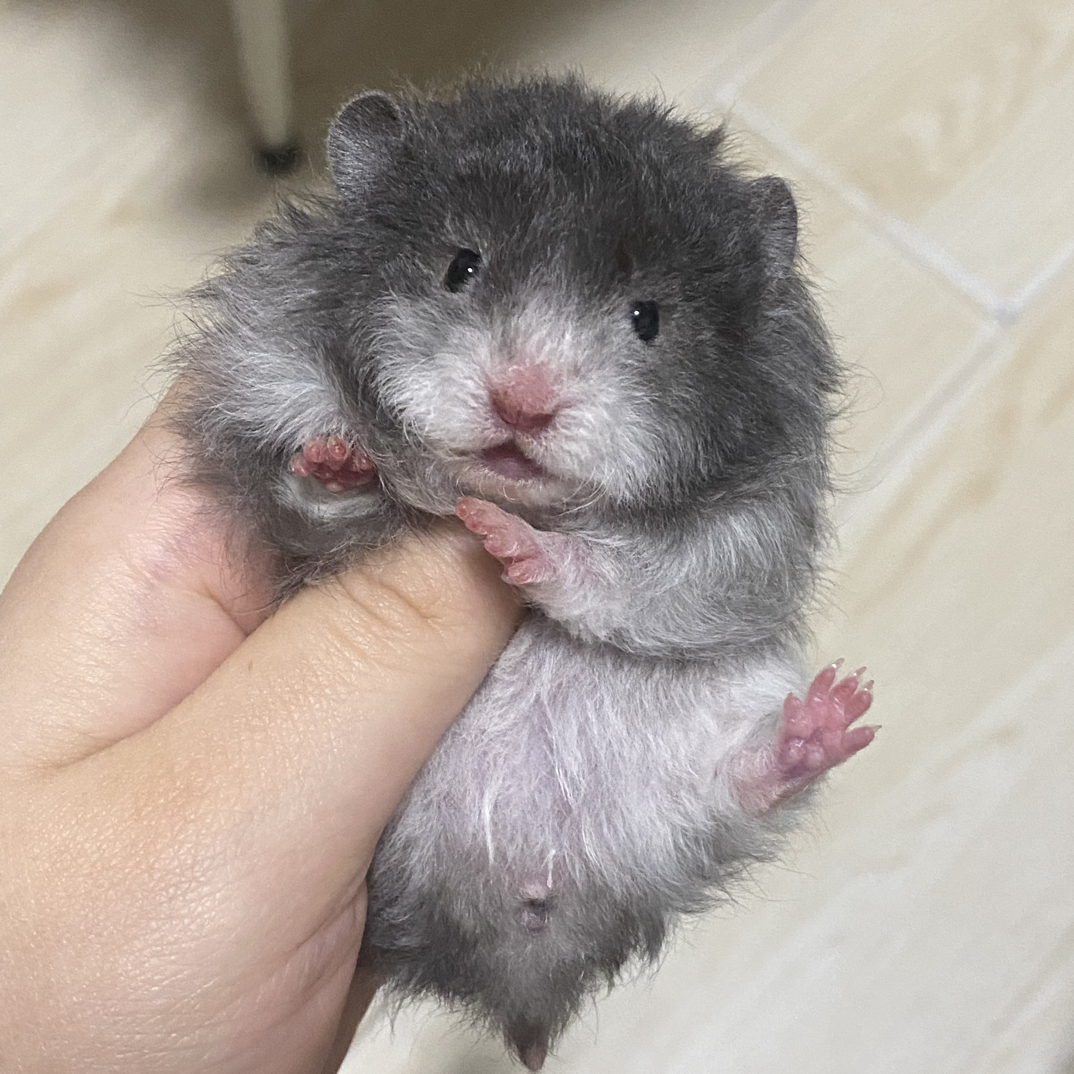 家养金丝熊波利熊卷毛直毛家庭熊舍温顺可爱易上手宠物仓鼠