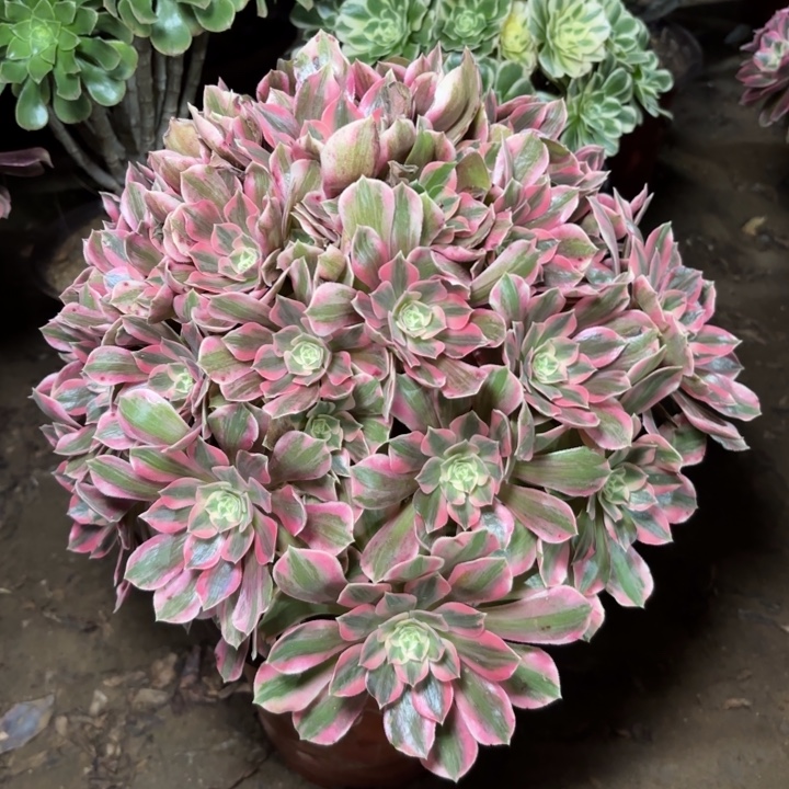 芬***族多肉植物法师女妖24