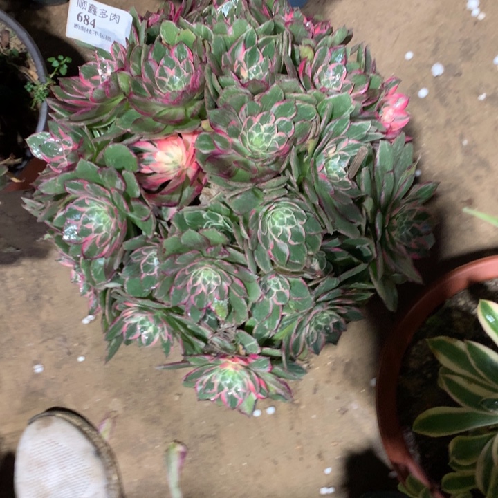 684万花桶多肉植物特价