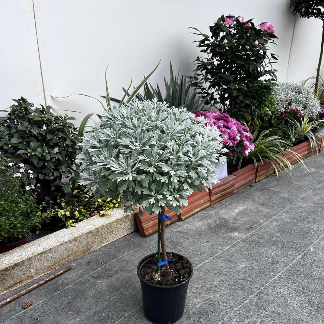 芙蓉菊棒棒糖盆栽耐热耐寒多年生适合阳台庭院种植的银色开花植物