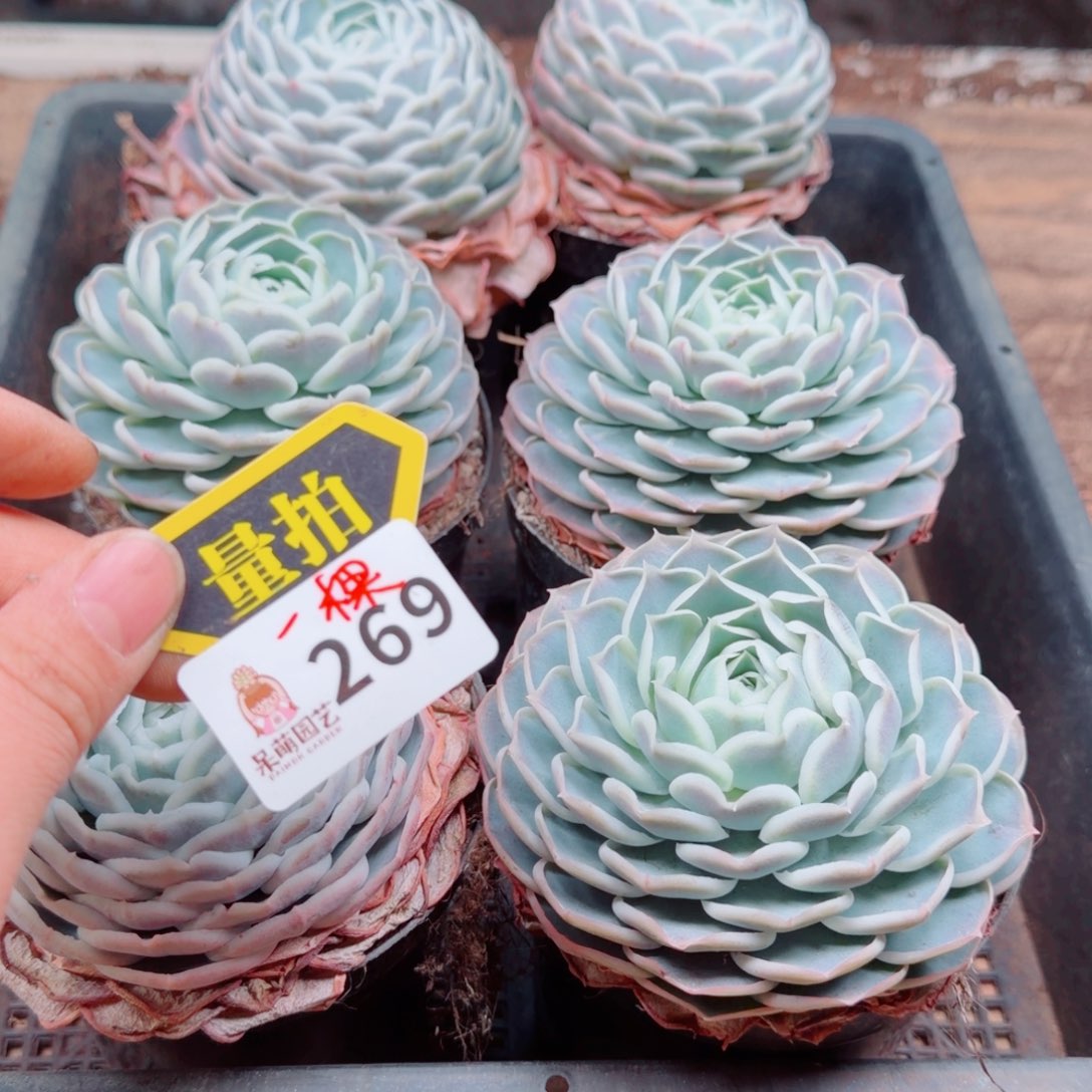 多肉植物多肉植物
