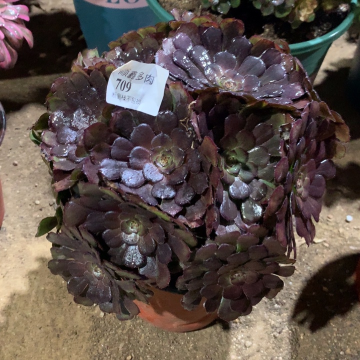 709黑萝莉多肉植物特价