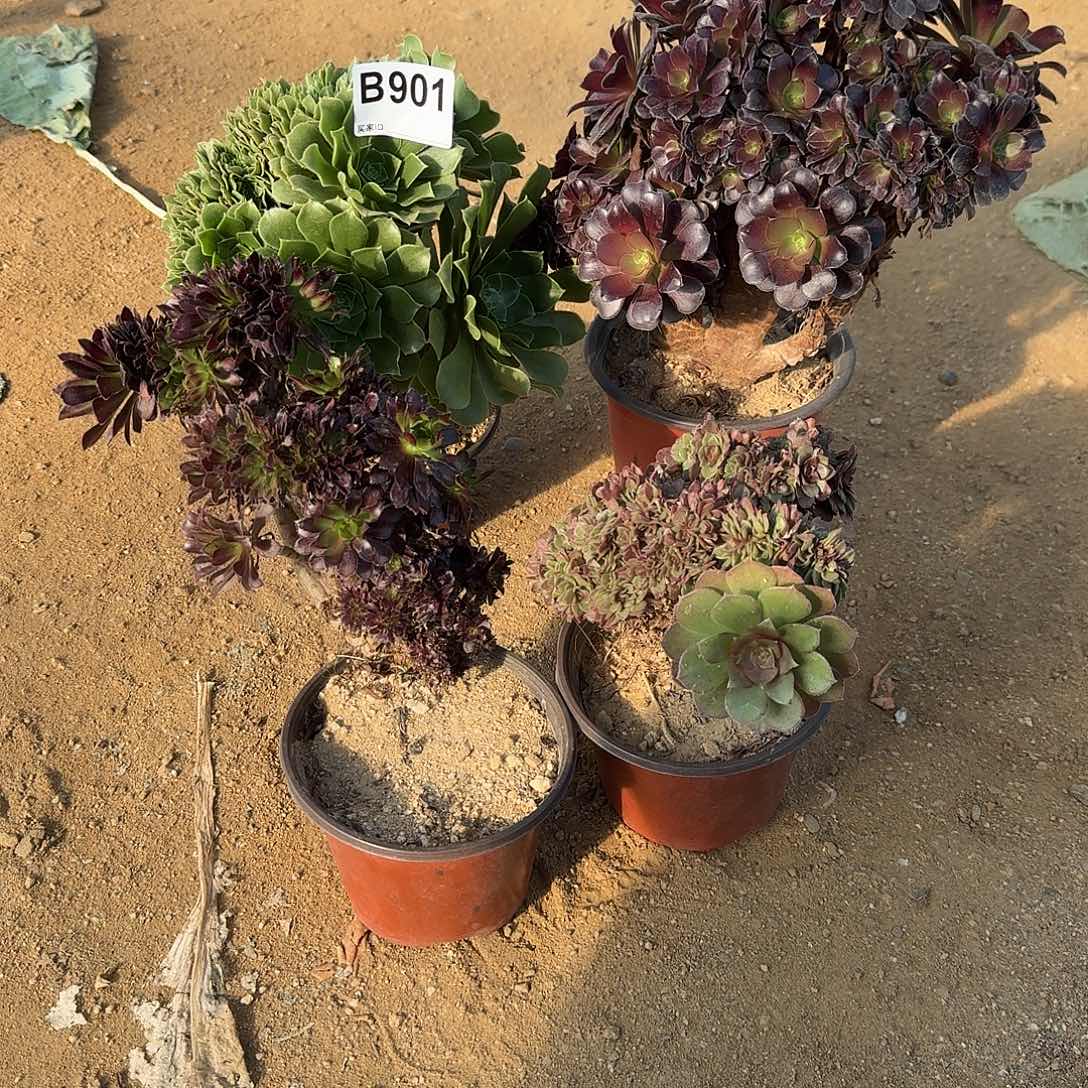 901绿缀欧紫黑法师万缀微瑕共4颗