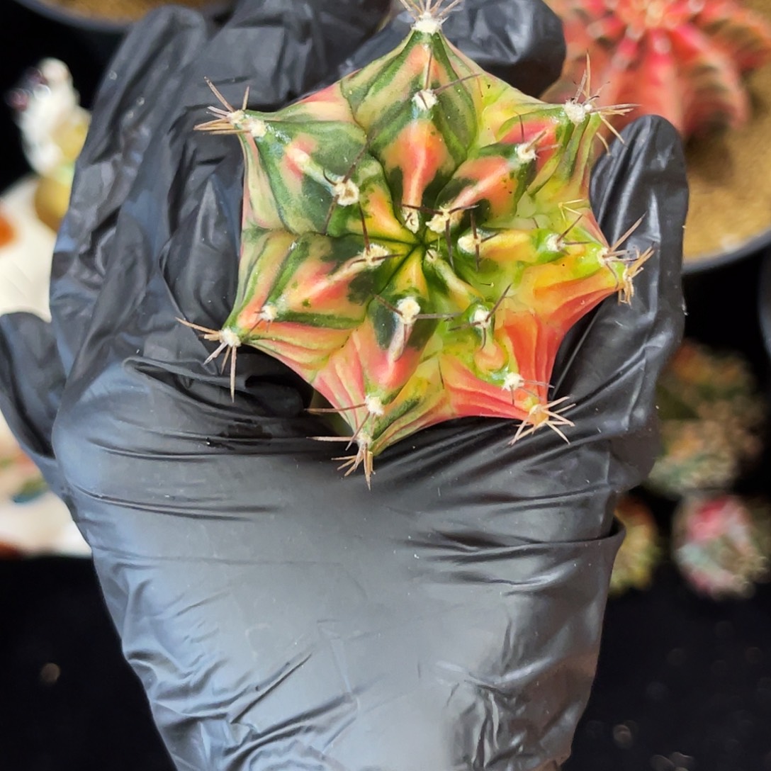 七棱 微瑕 一物一拍