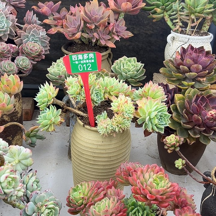 夏***荷三色锦多肉植物精华012