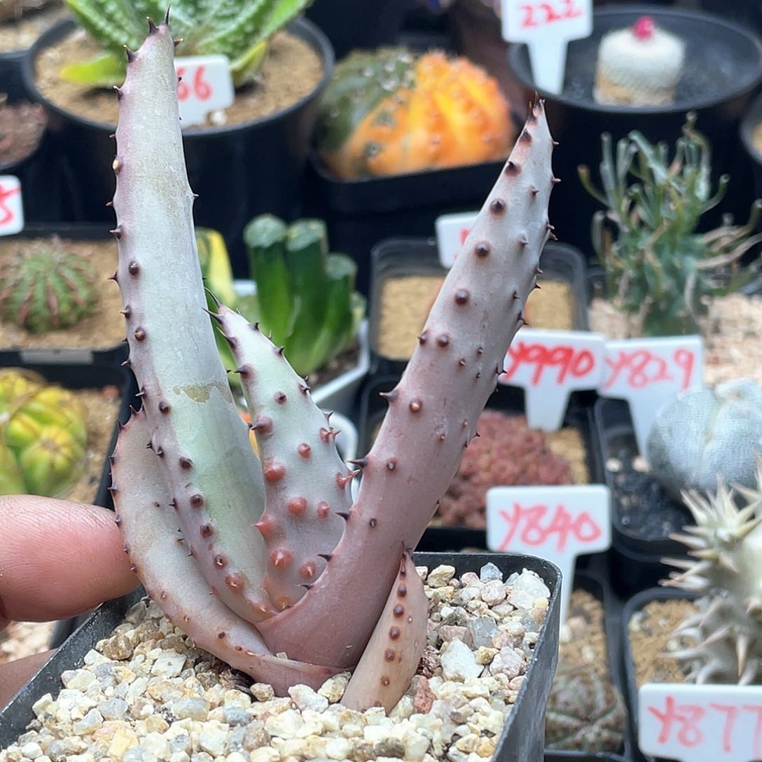 实生强刺鬼切芦荟