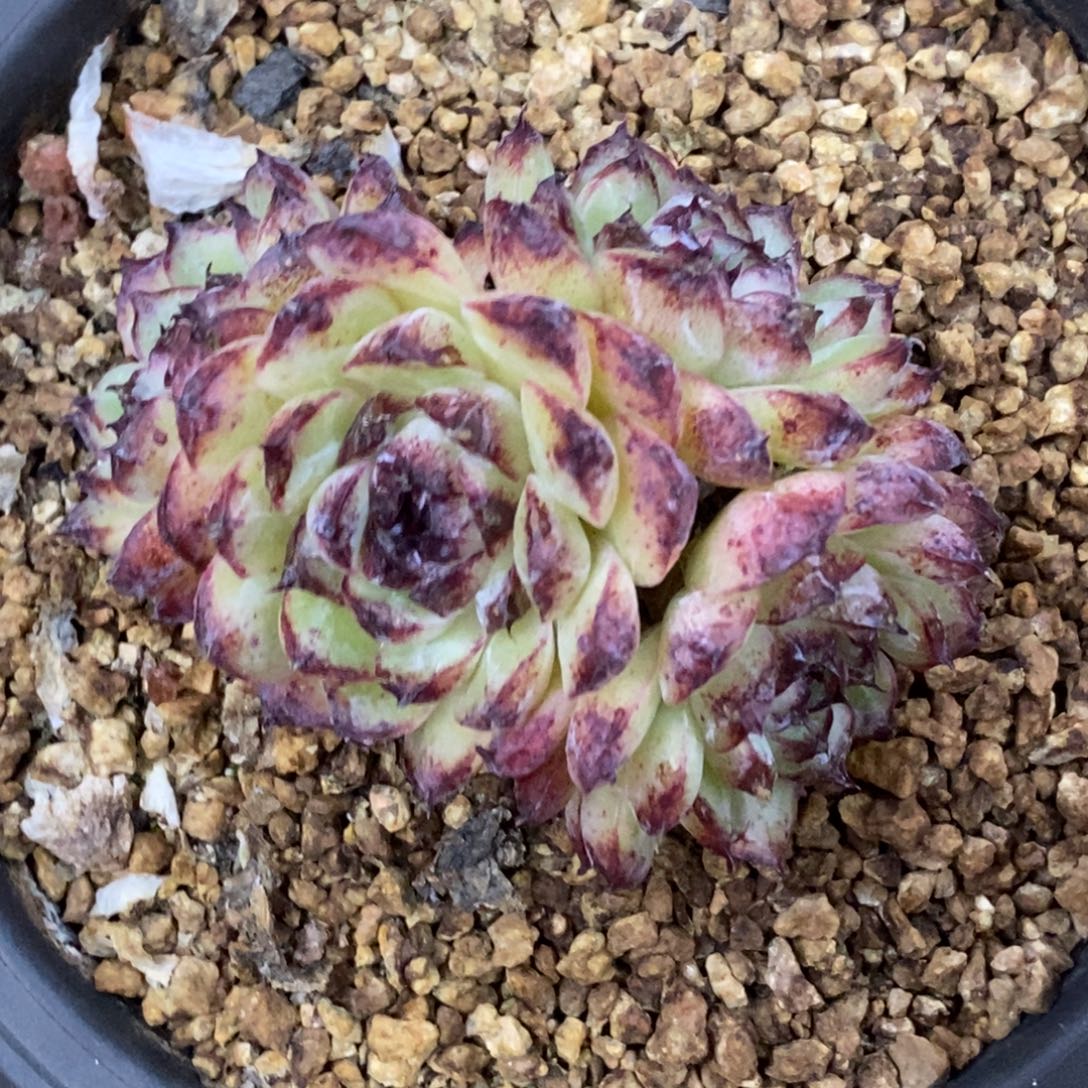 精品多肉一物拍不包整31