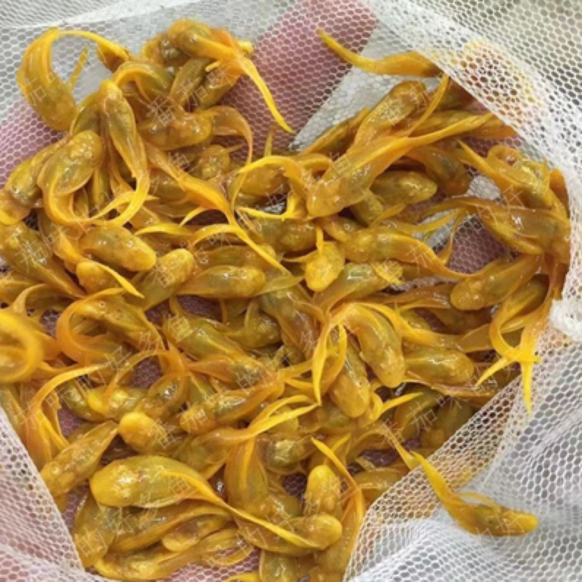 24k红眼大帆工具鱼清缸鱼热带鱼观赏鱼