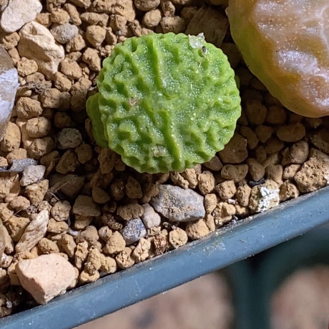 三头9479超烧三头9479超烧