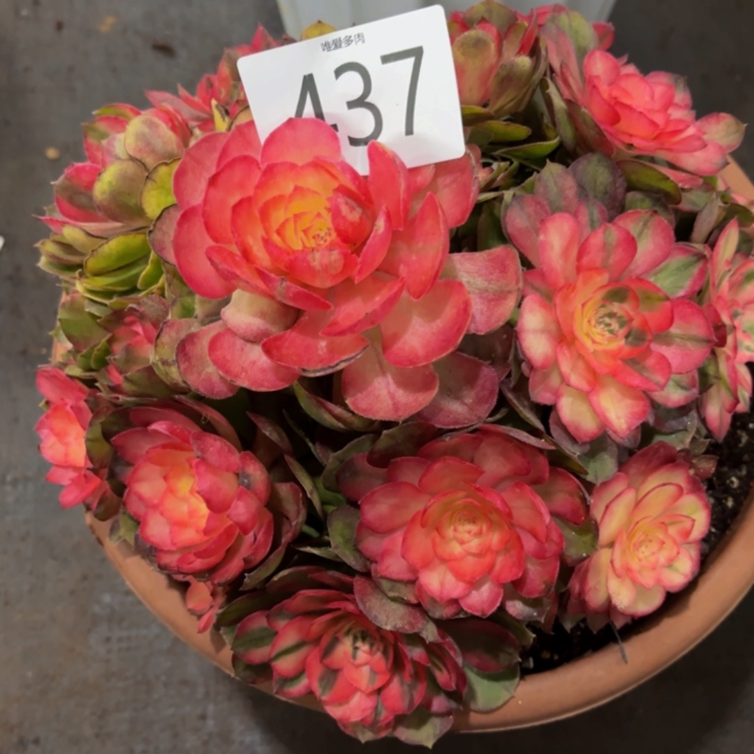 哈哈多肉葡萄福利来437