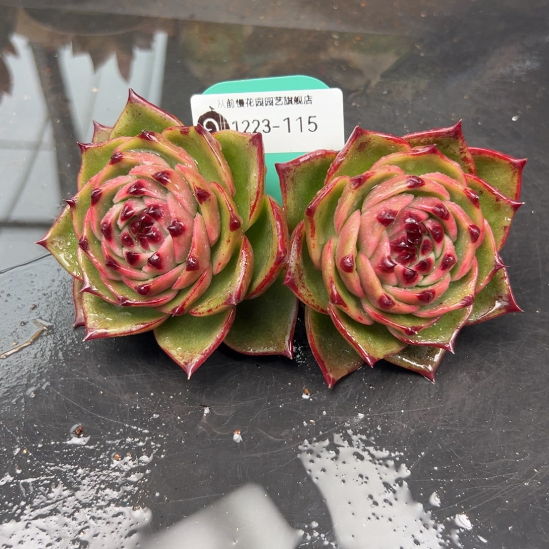 从前慢花园多肉编号1223-115