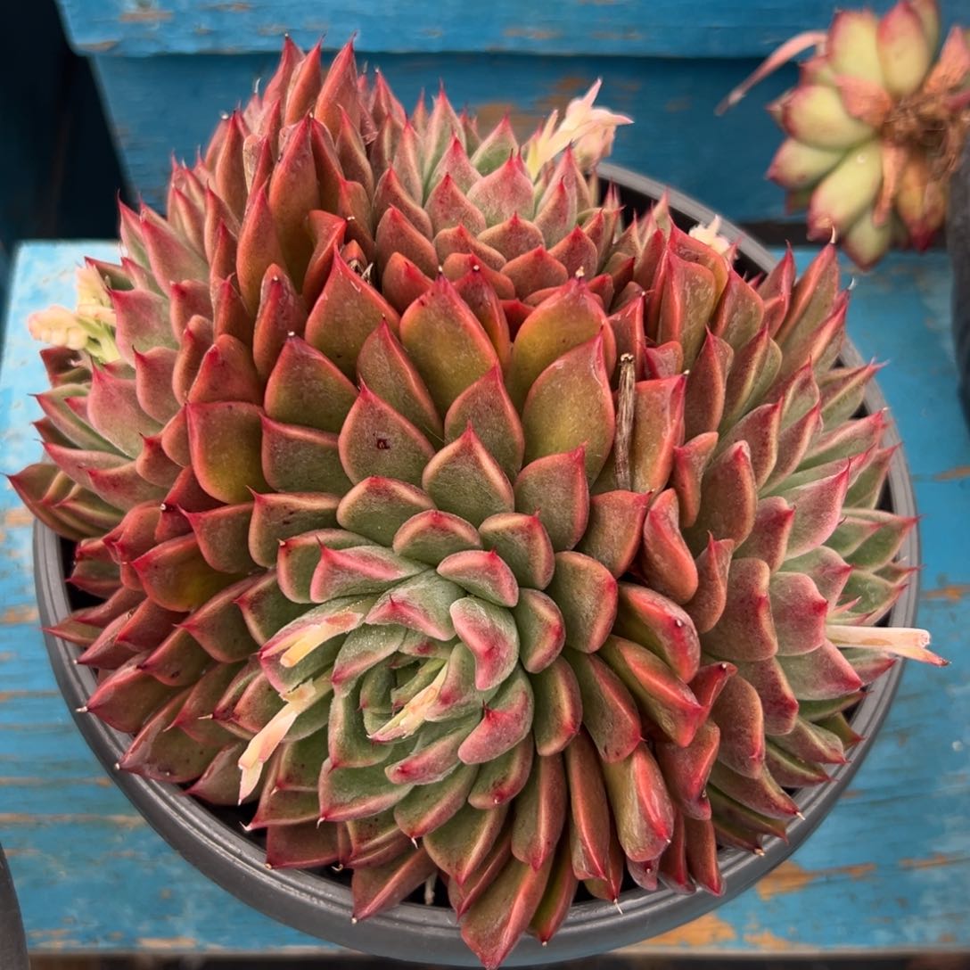 多肉植物一物一拍17