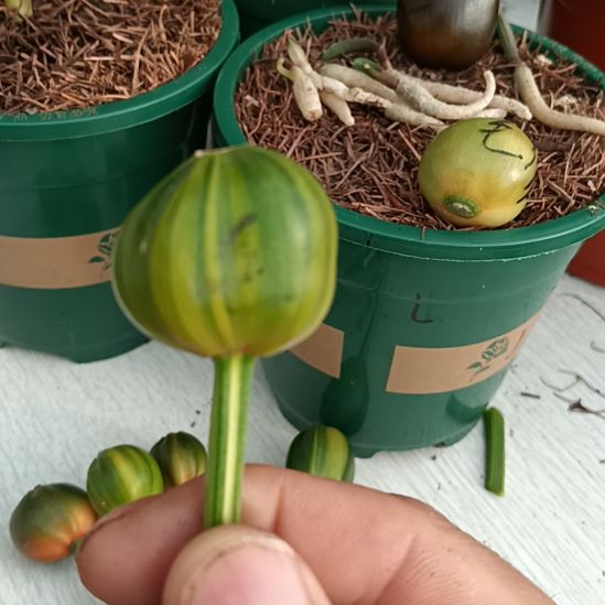 无花朵君子兰小苗君子兰小苗君