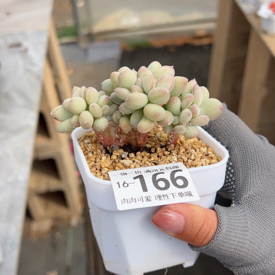 三日月美人缀化多肉多肉多肉