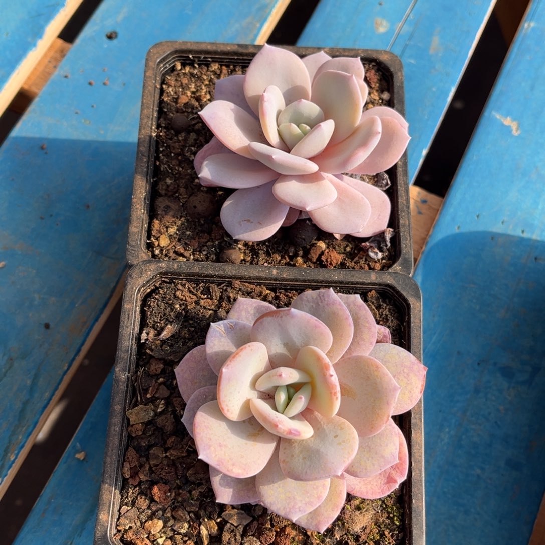 橙梦露橙梦露橙梦露