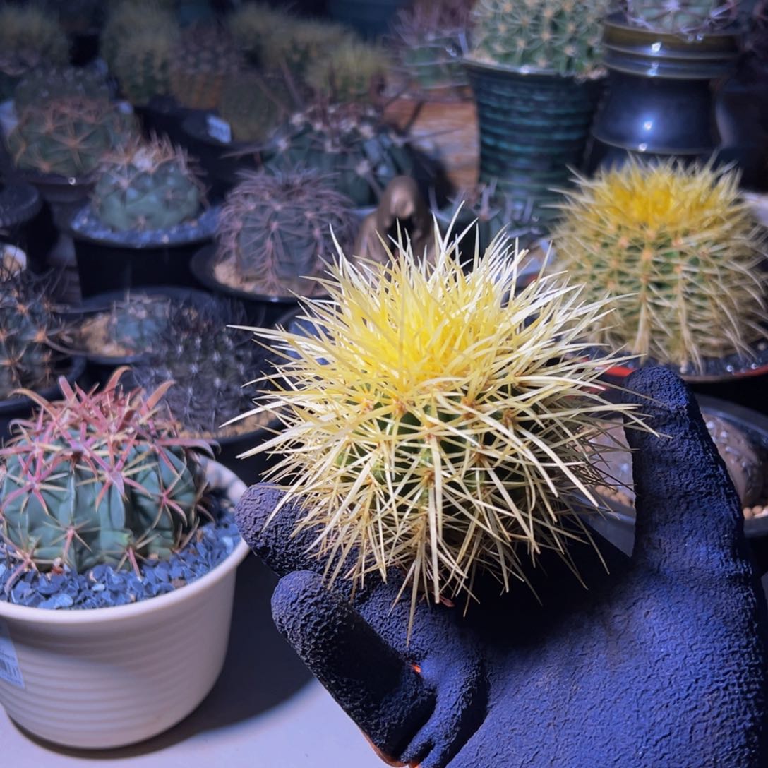 墨西哥怒虎小精致款