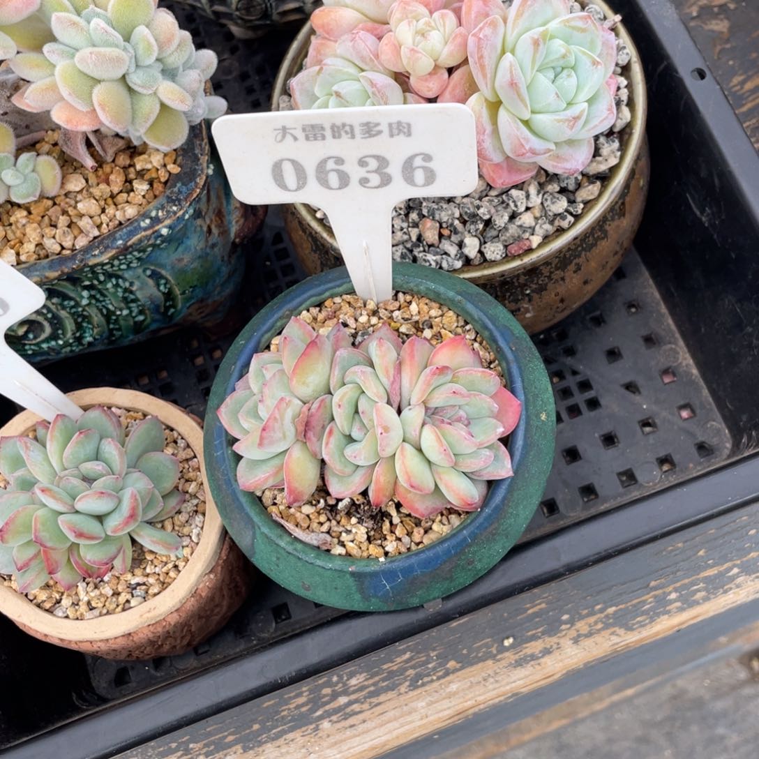 嘴****座0636泡芙不带盆8厘米