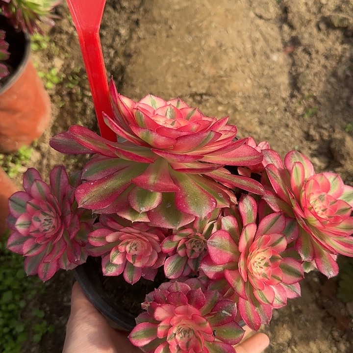 4-92倾城有砍过的