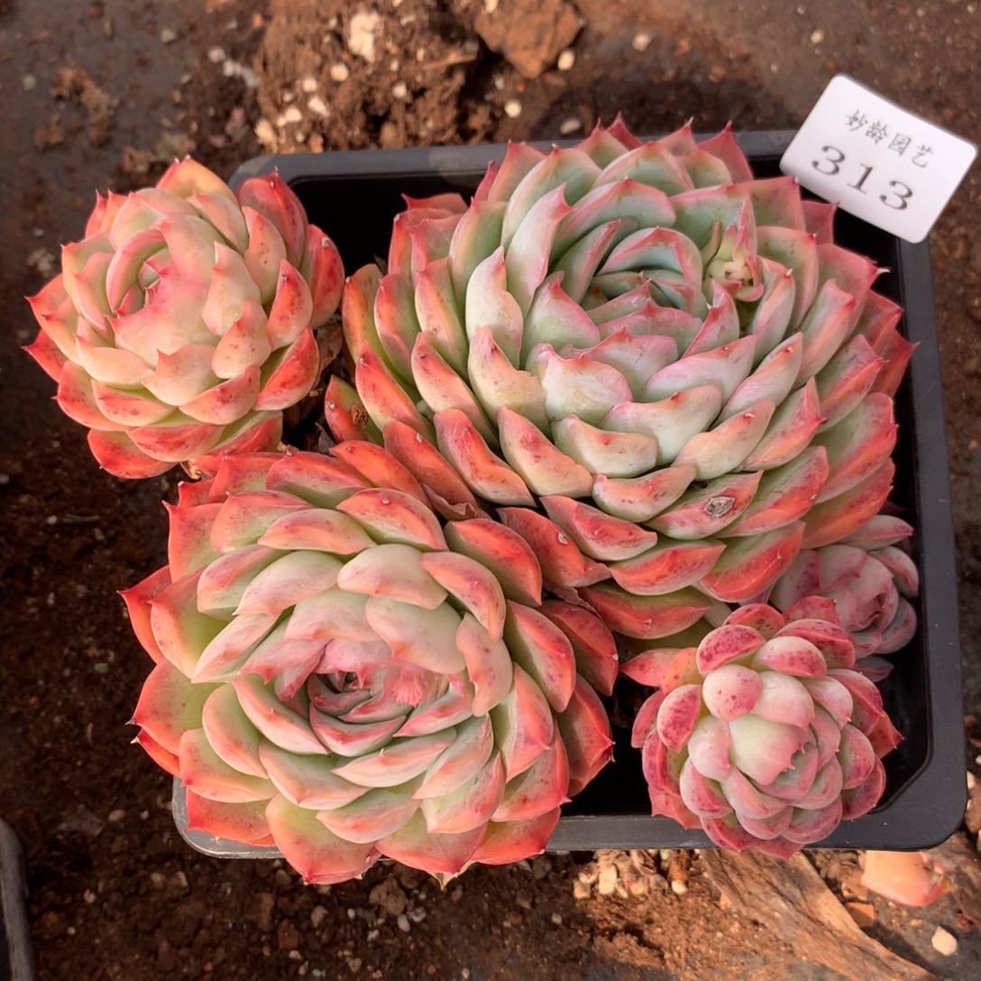 313新年快乐发发发