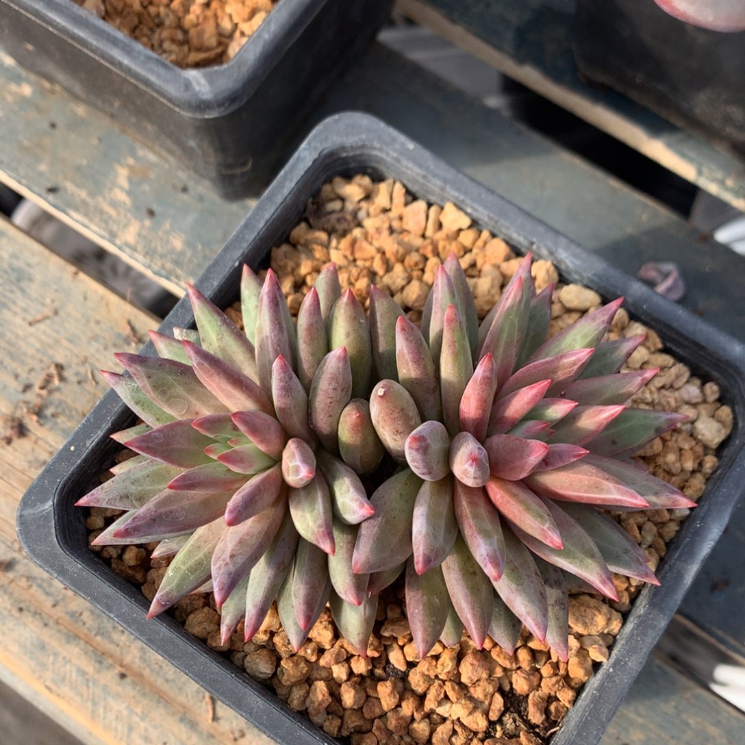 虞美人羽毛纹双头开播福利1505