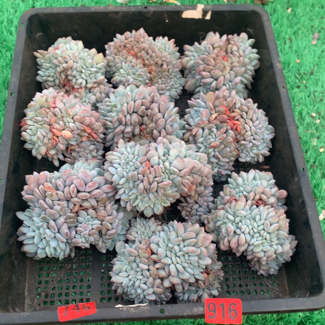 916橙子11111111111111