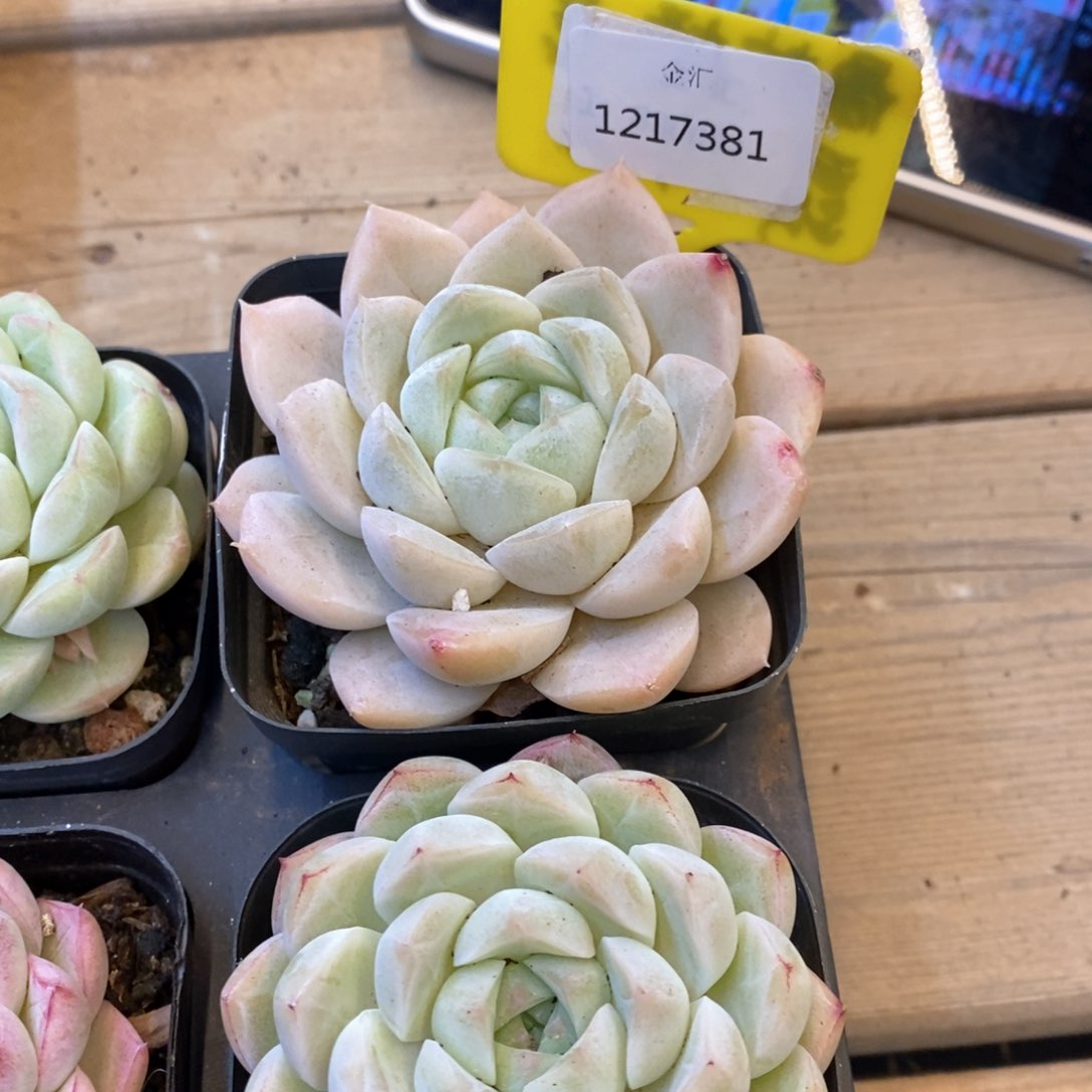 福利多多。1217381