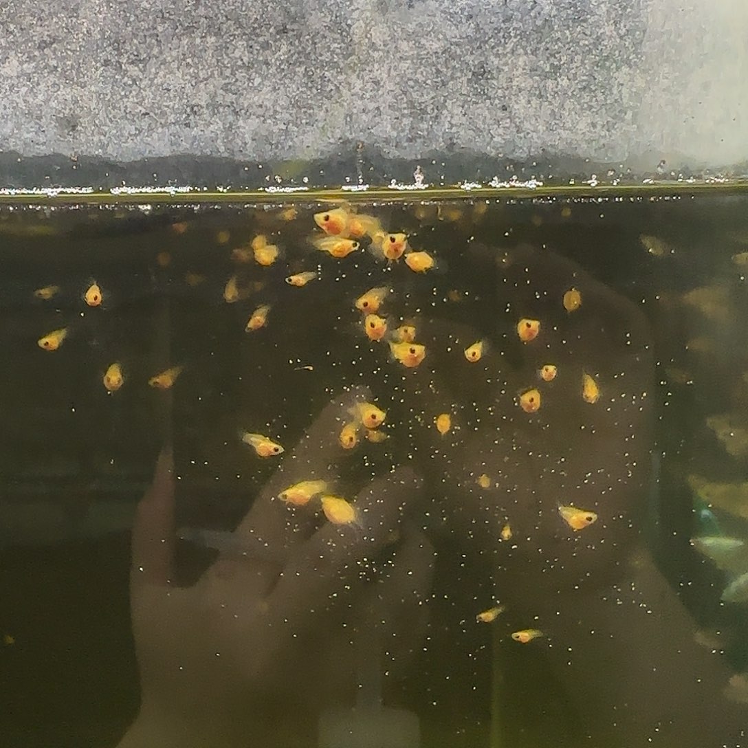 孔雀鱼黄蕾丝玻璃猫小苗10条随机