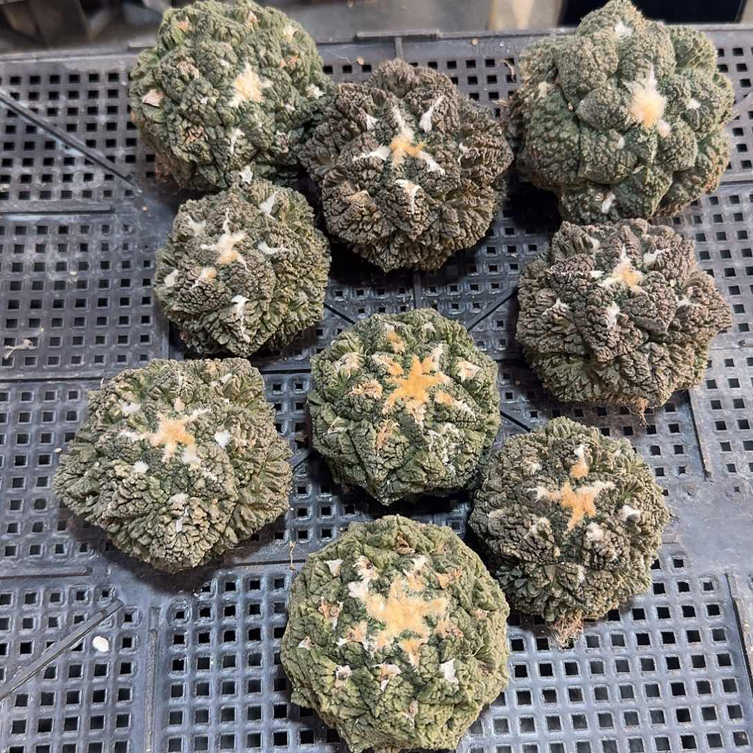 龟甲牡丹有根的5.5cm起发