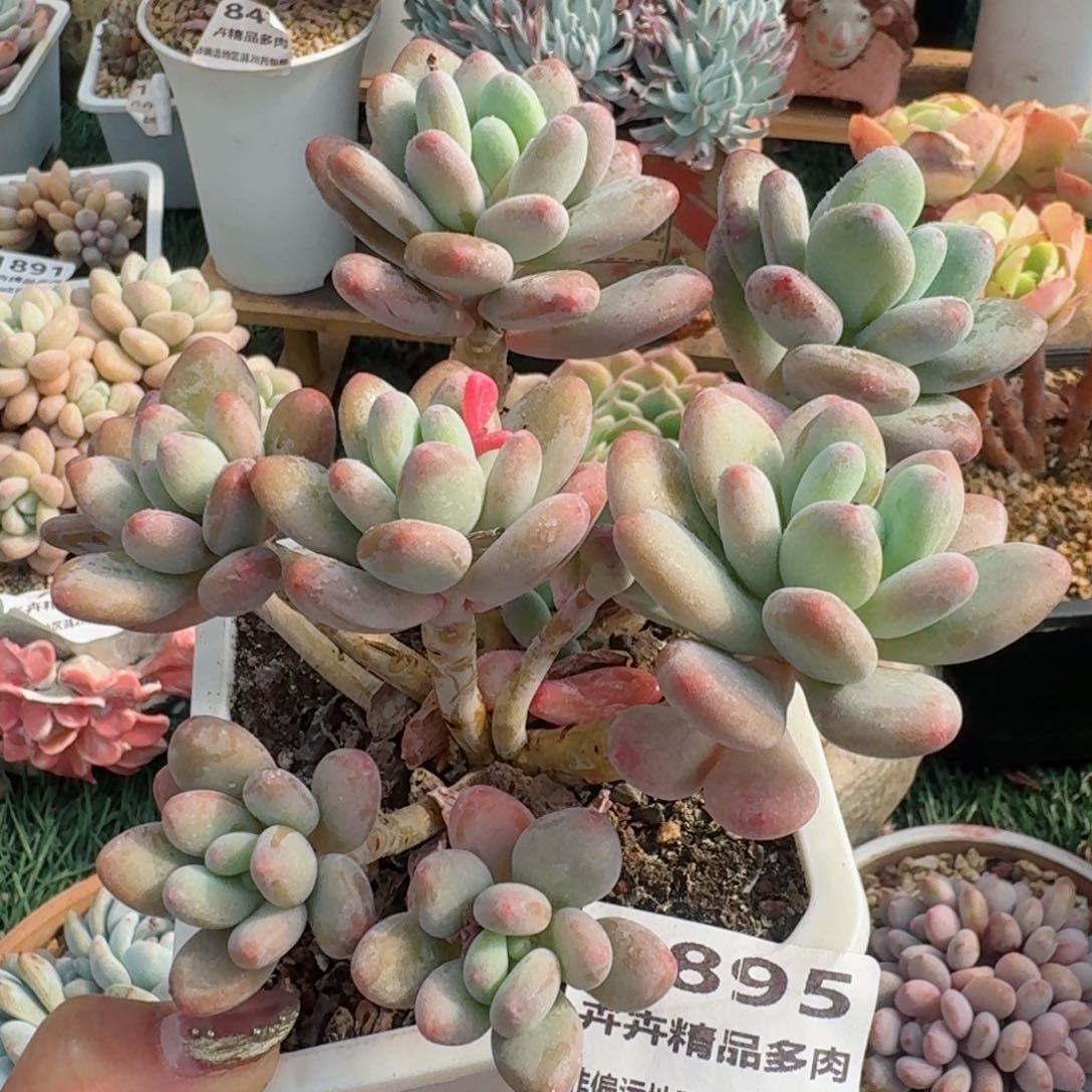 1895一物一拍（满28包邮）