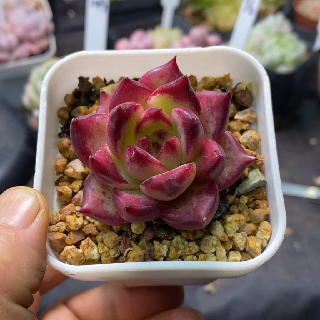 精品多肉一物一拍不包整21