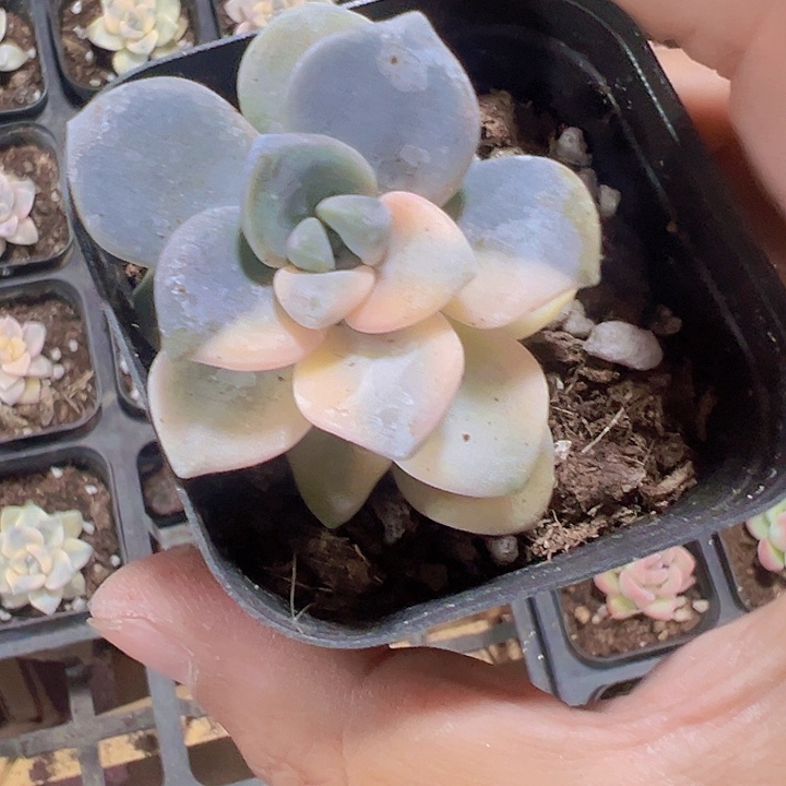 美杏锦精品多肉植物