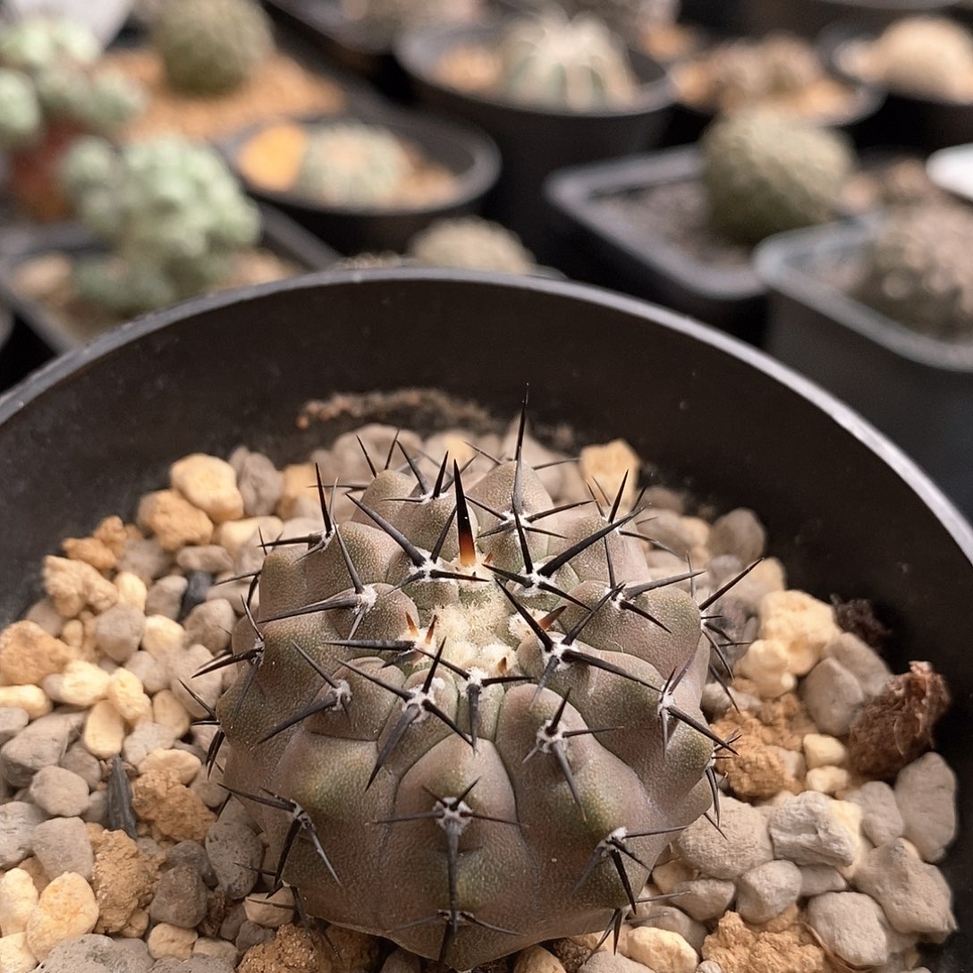 实生黑王丸仙人球