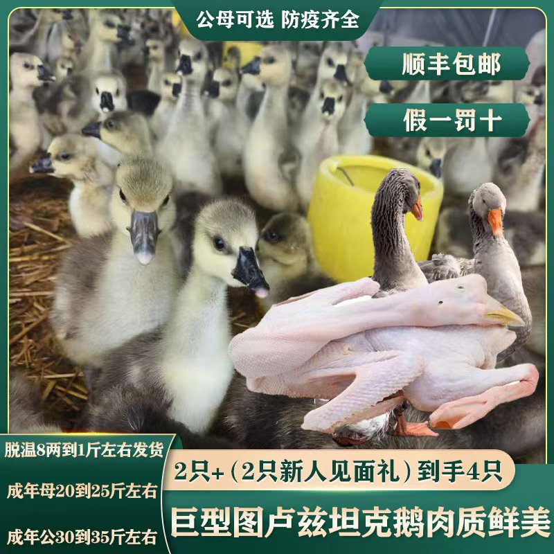 （脱温8两到一斤左右）巨型图卢兹坦克鹅肉质鲜美