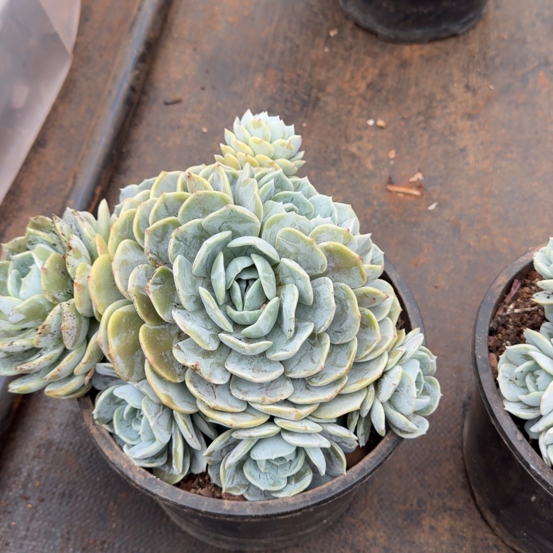 不开花植物不***加仑劳林