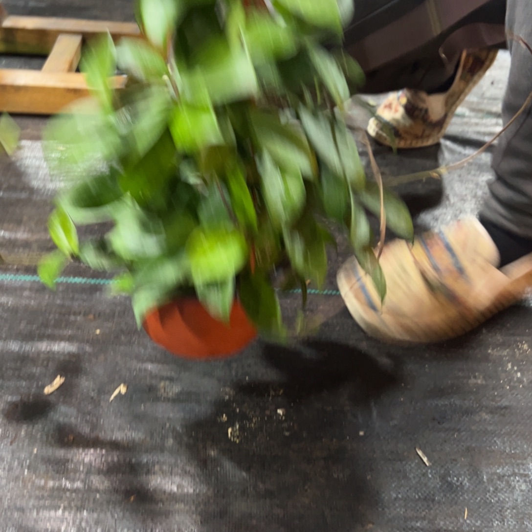 木***子无花朵绿叶红球兰