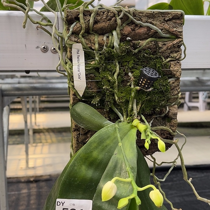 完全开放编号531。特价任何原因都不售后