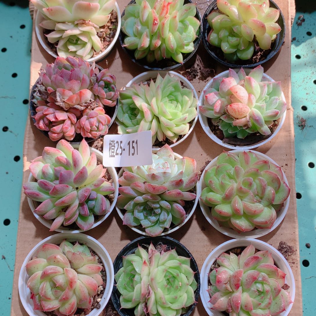 25-151一物一拍多肉带盆18颗