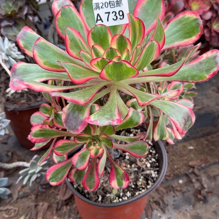 满20包邮，739香奈儿