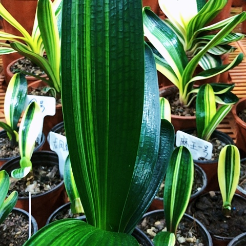 【闪购商品】用****9