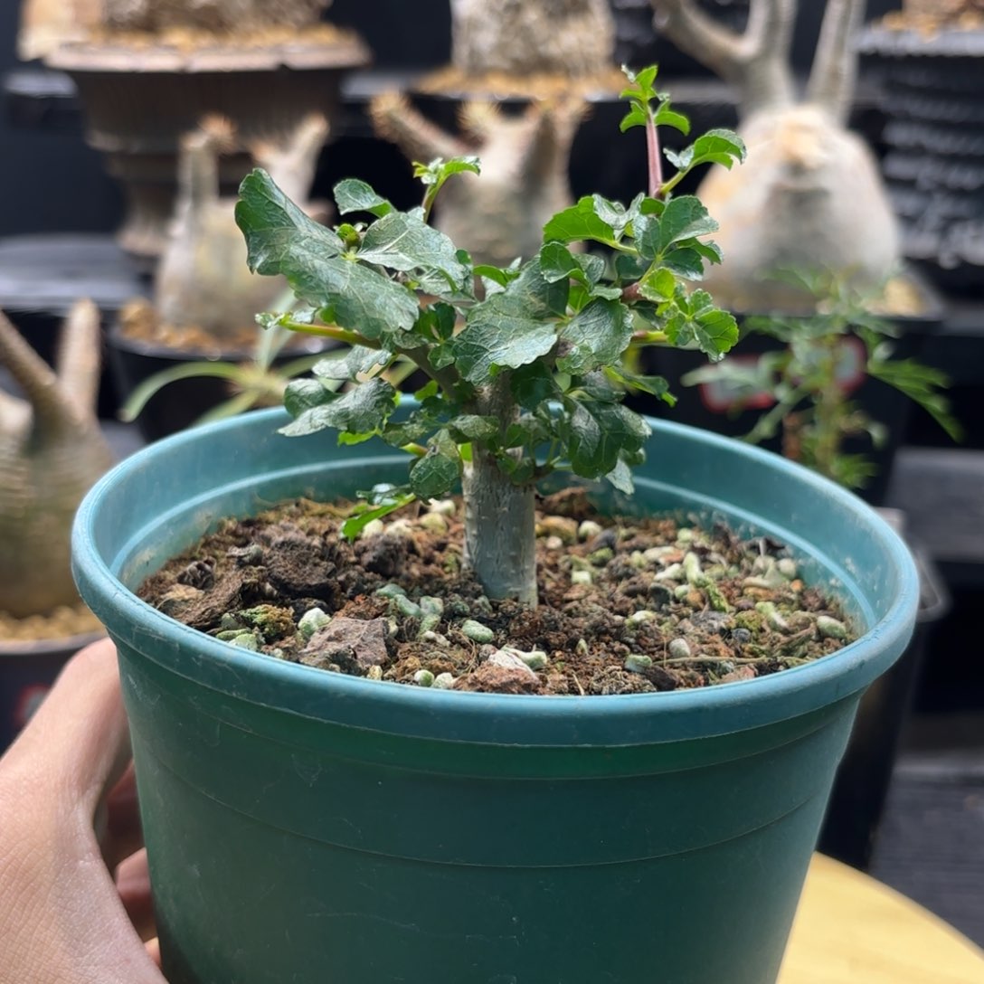 木好望角橄榄带盆发货