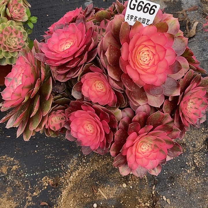 多肉荔枝666多肉植物