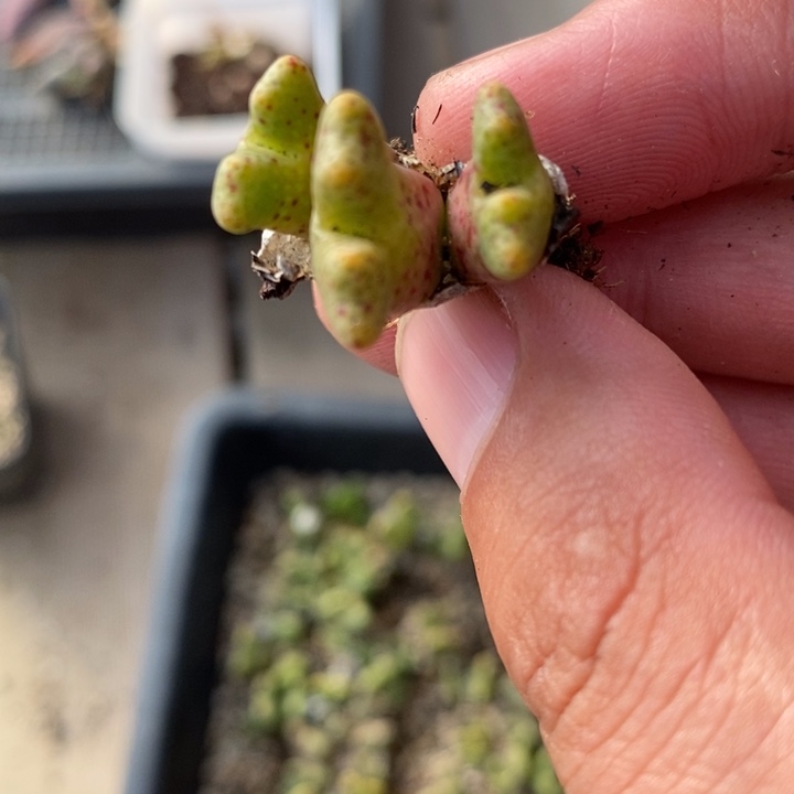 1324鹿角斑马一颗