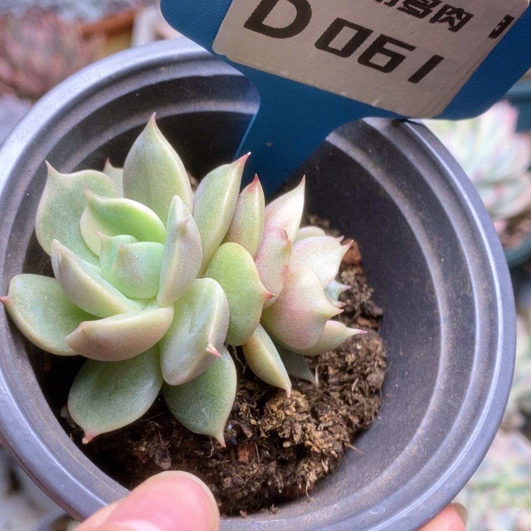 D061贝加尔湖锦锦锦锦