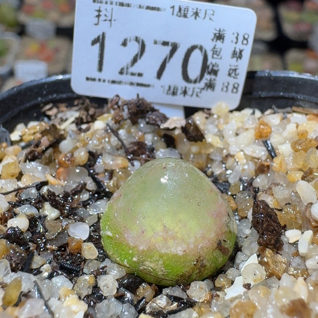 Sss精品花清货了1270卡1.6