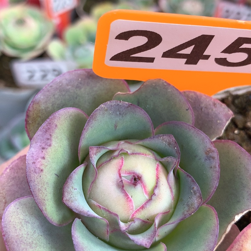 【闪购商品】yjj245