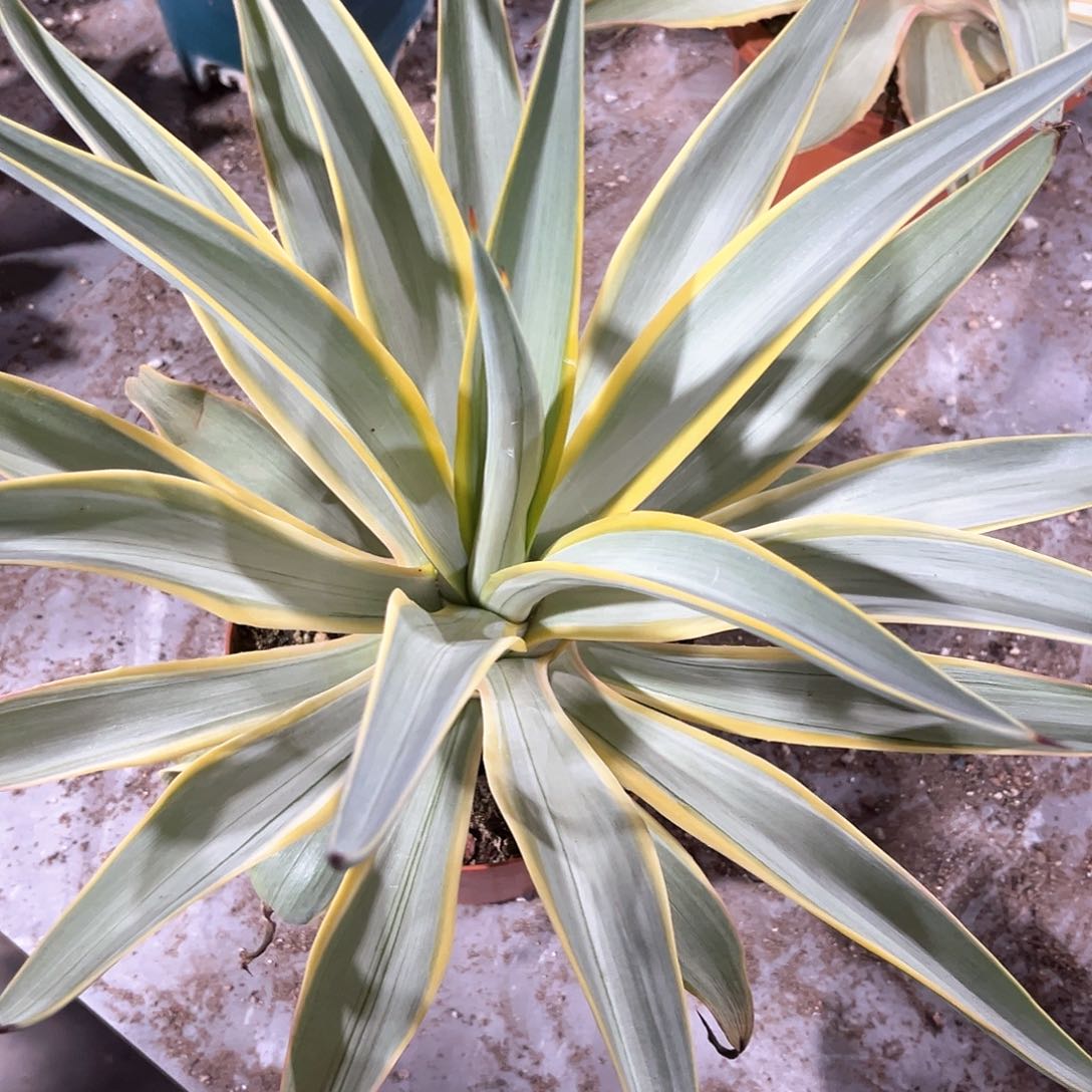 黑*银河旅人70米出