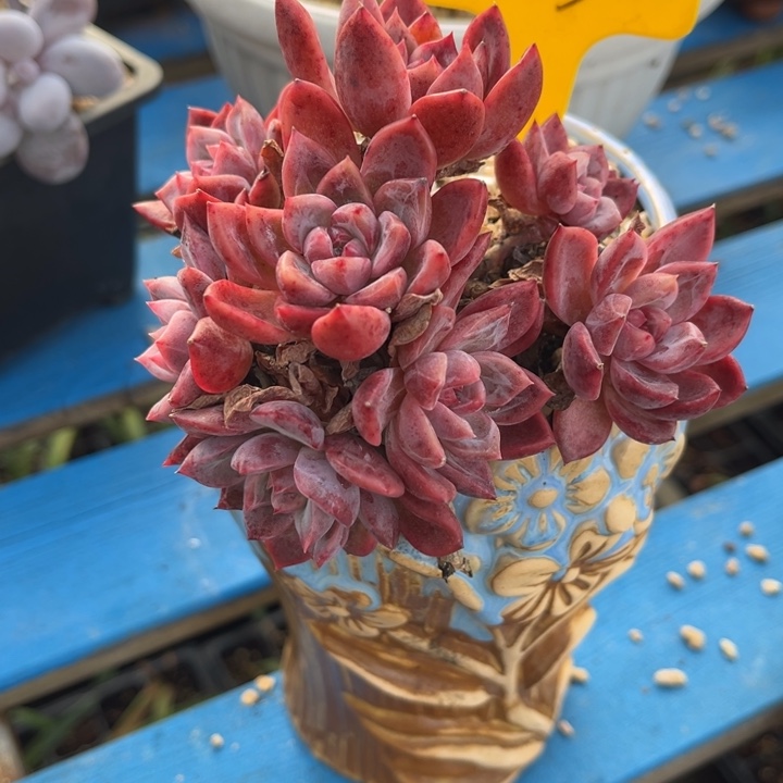 913的多肉00000000000